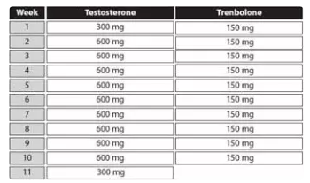 ciclo de test y tren
